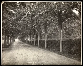 Tree-lined drive at the home of Thomas Edison (1907)
